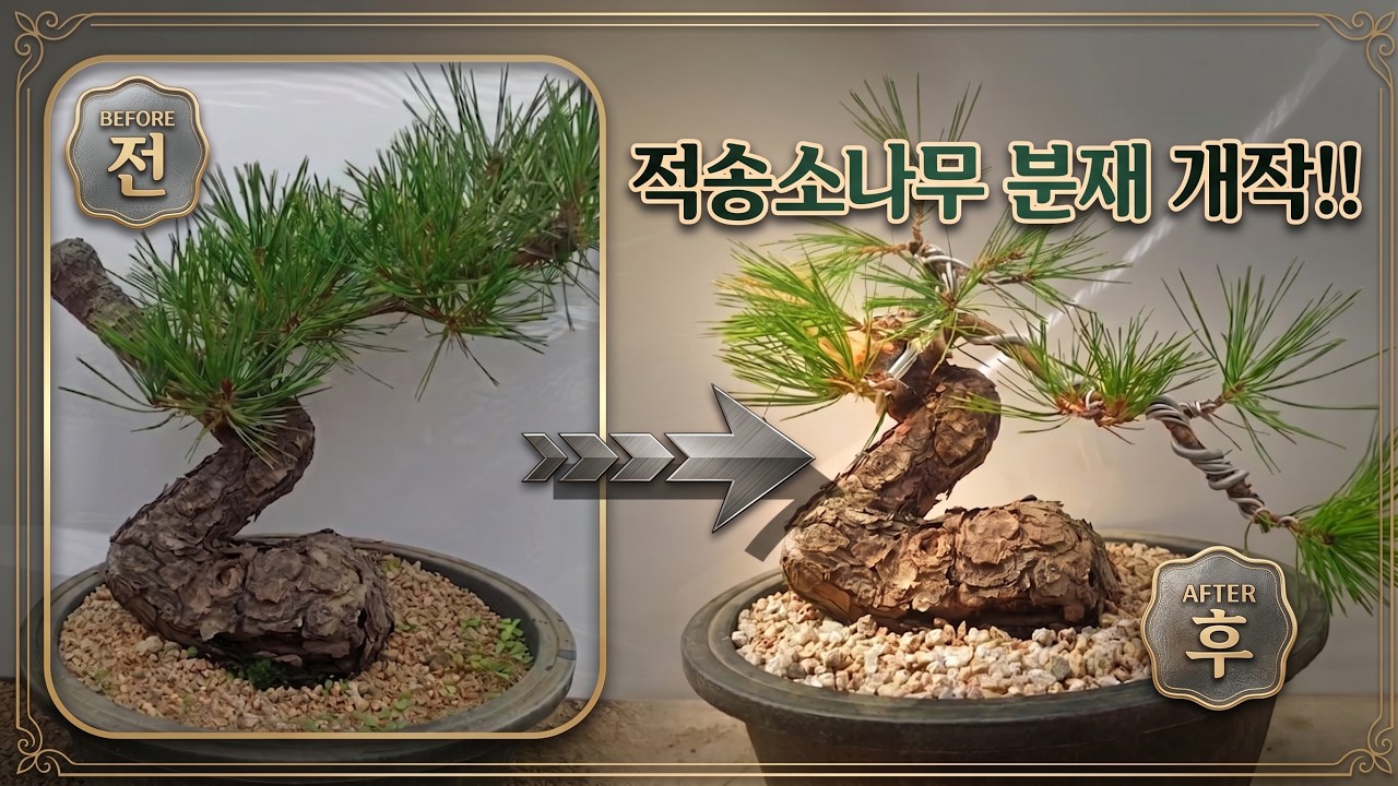 [분재만들기] 