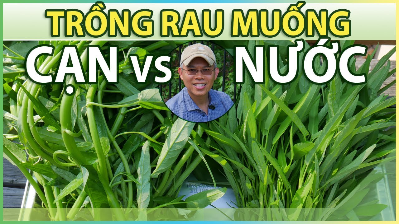 Trồng Rau Muống CẠN vs NƯỚC mùa hè. Rau nào lớn nhanh, ngon hơn?!