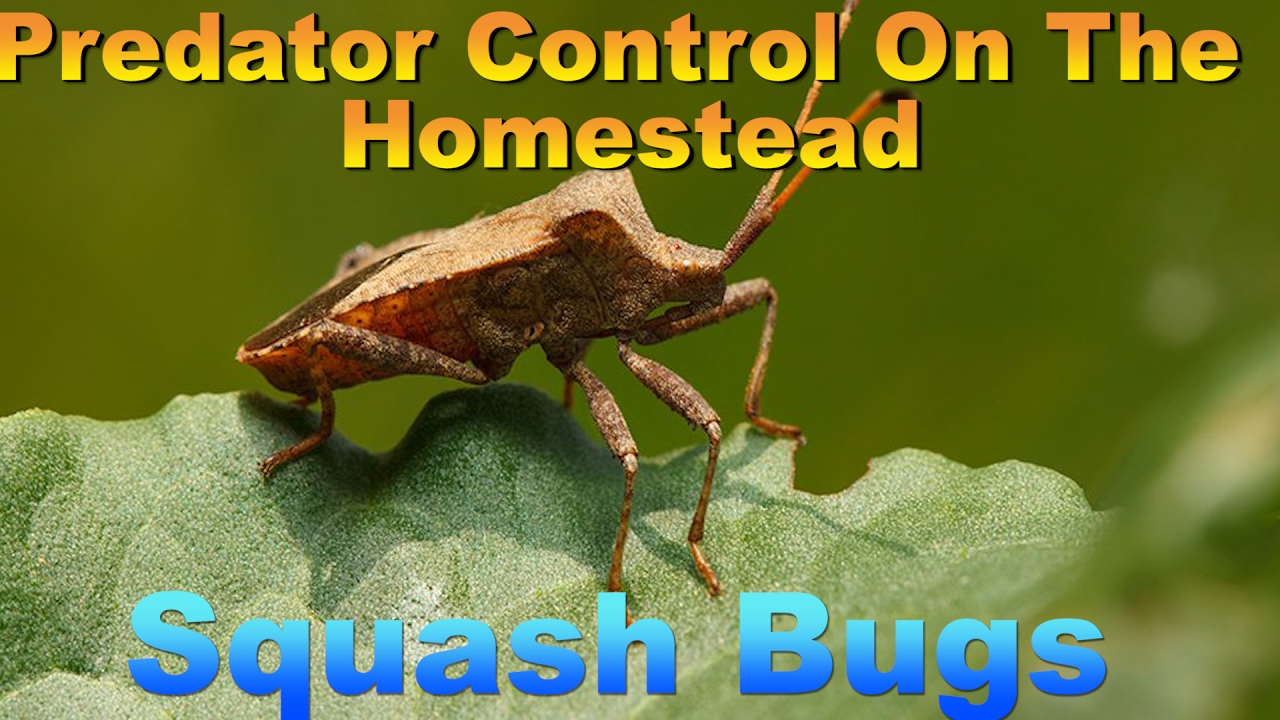 Predator Control On The Homestead : Squash Bug