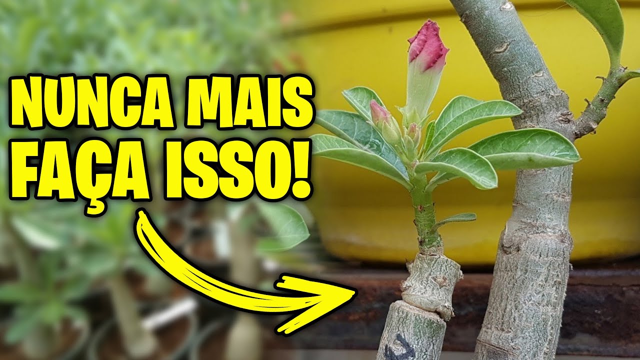 ✅ 7 erros que você comete no enxerto da rosa do deserto