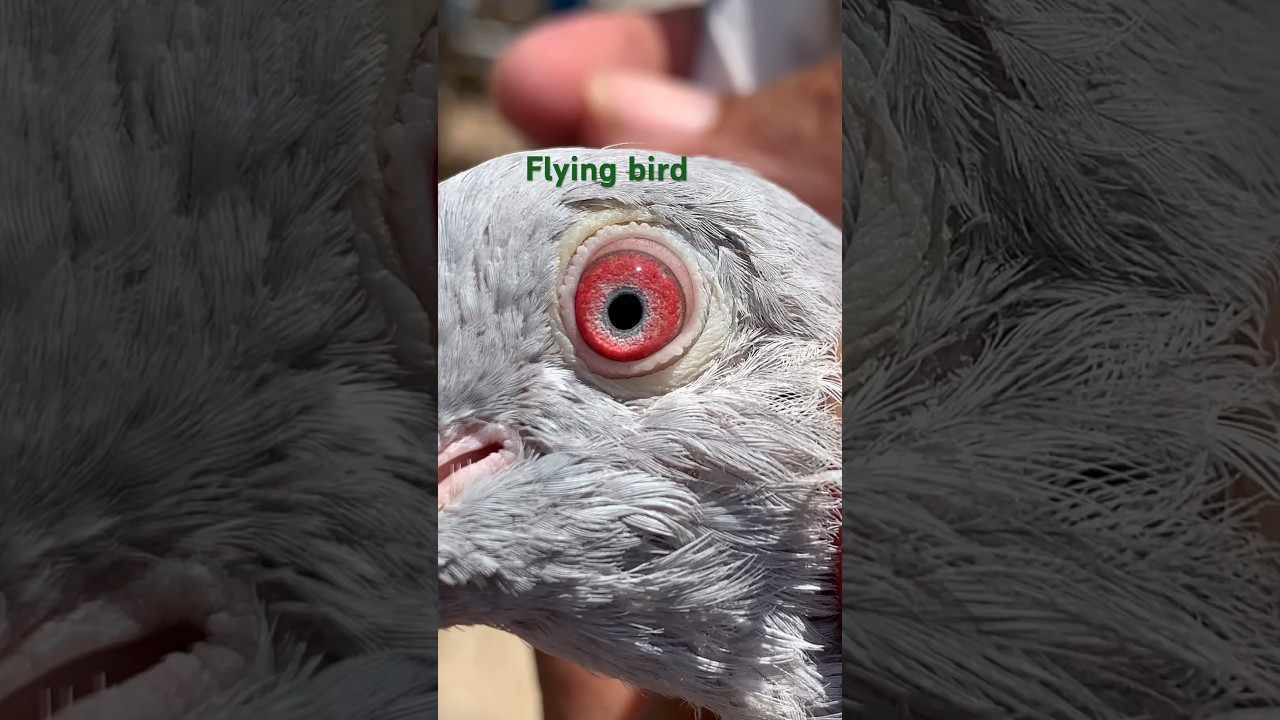 #kamagar #pigeon #kabootar