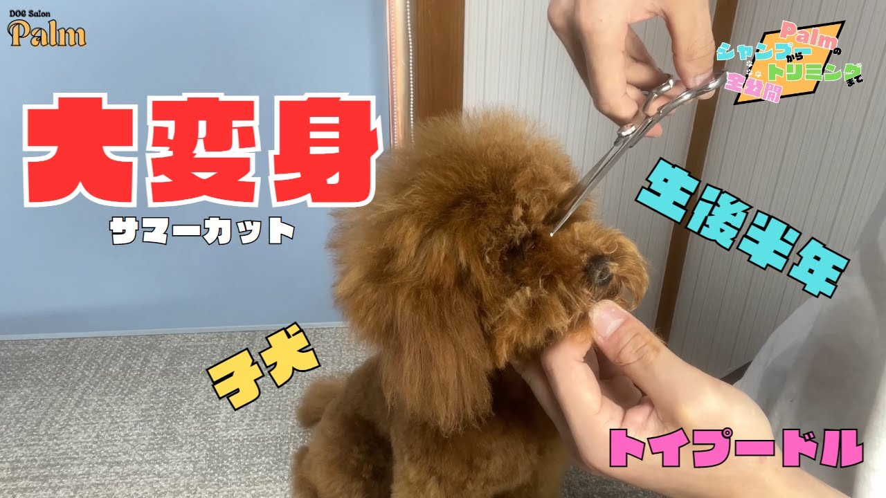 子犬のサマーカット！トリミングでふわふわからスッキリに大変身したトイプードル