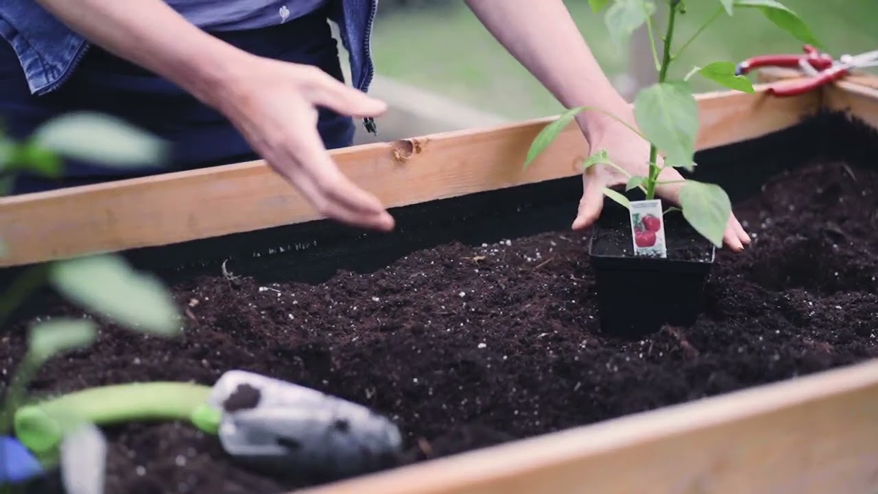 Comment cultiver les poivrons et piments au potager - Épisode 7