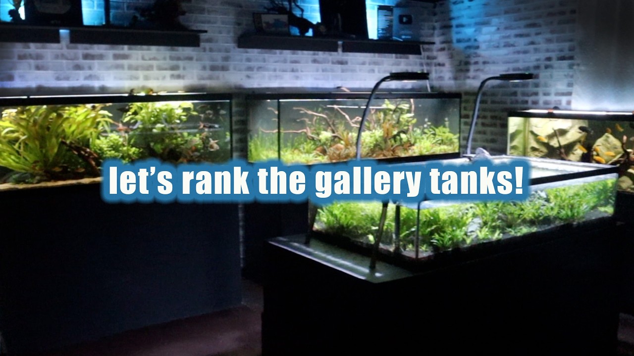 5 things your favorite tanks say about you | FIVE in 5 SERIES