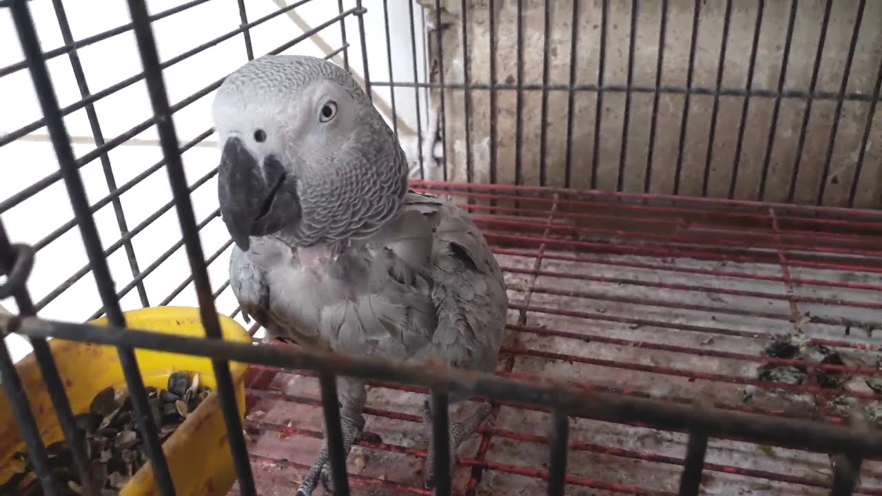 Gray Parrot/Mentioning Feathers Falling Problem And Its Remedy-youtube