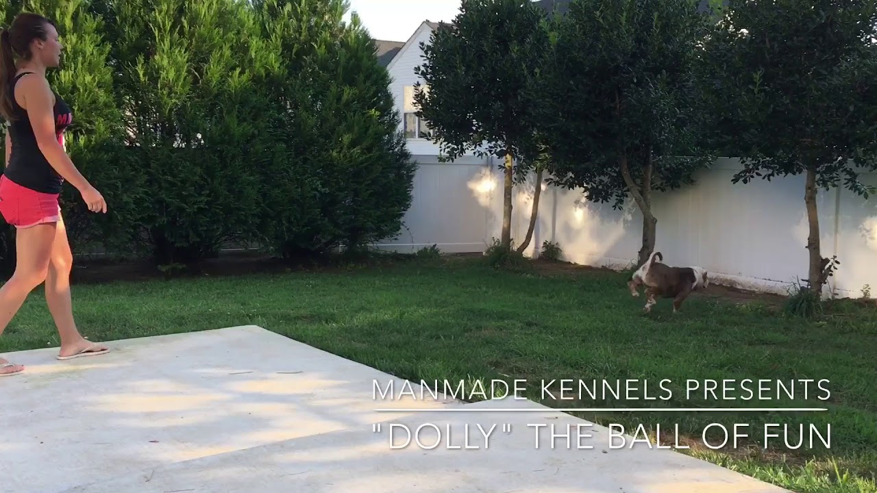OLD ENGLISH BULLDOG; EXTREMELY RARE COLORED DOG; MANMADE KENNELS; Rare colored bulldog