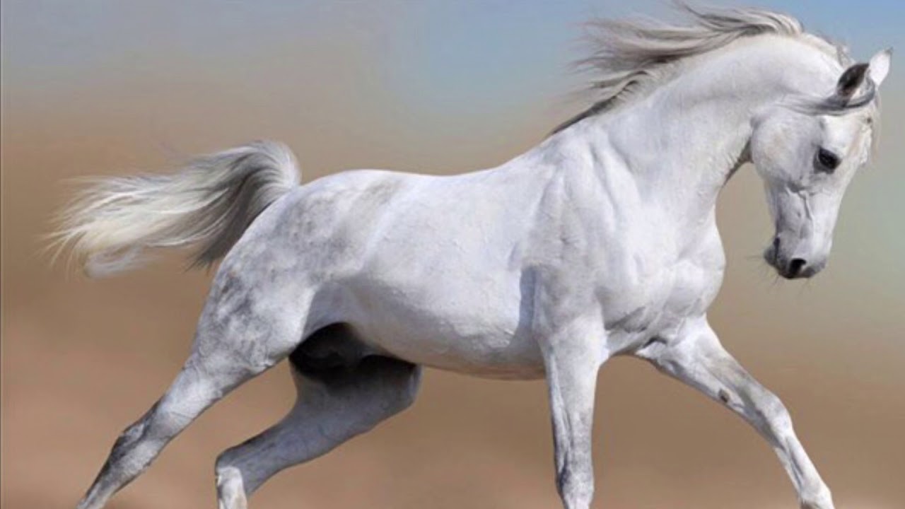 عيضه المنهالي عليها اغار الاصليه كامله