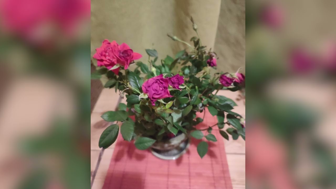 ГУЛЯЮ МИМО ЦВЕТОВ (КАК Я ЖИЛА СЕГОДНЯ)