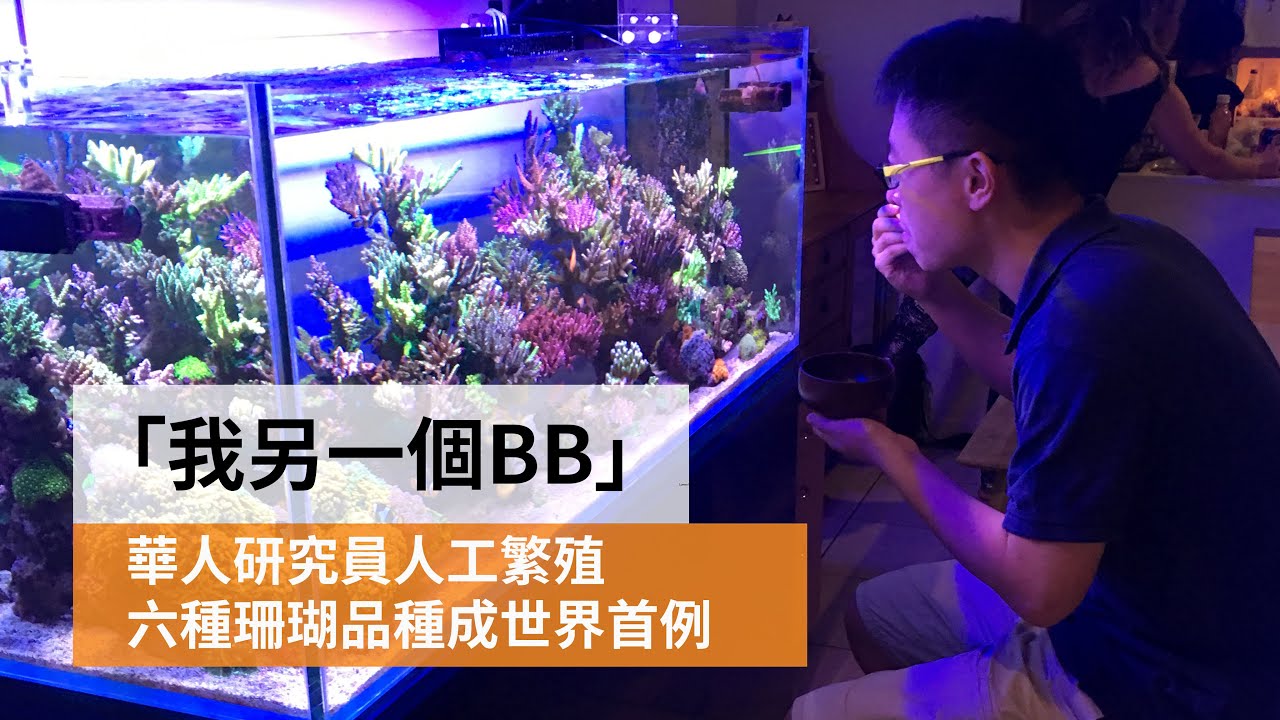 「我另一個BB」：華人學者人工繁殖六種珊瑚品種成世界首例 | SBS中文