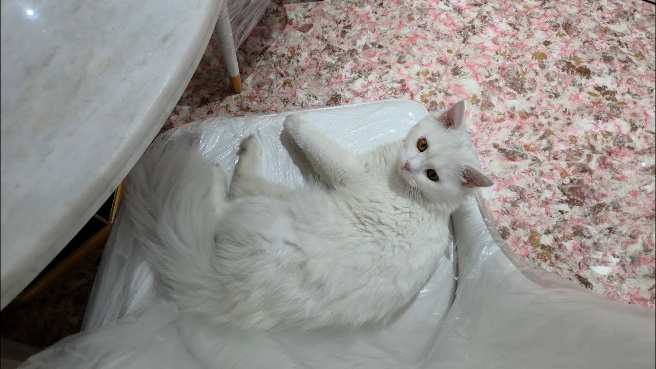 The cat name is Lemon 