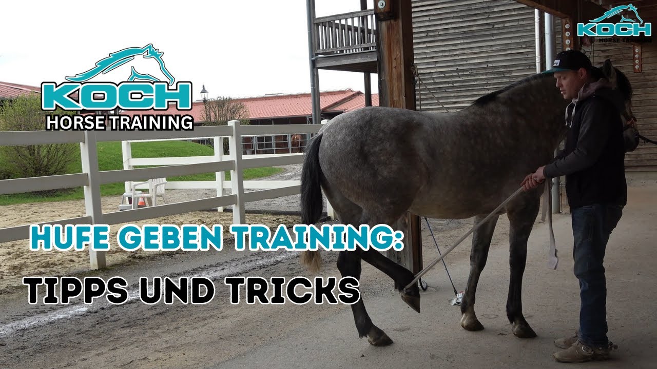 Hufe geben Training: Tipps und Tricks