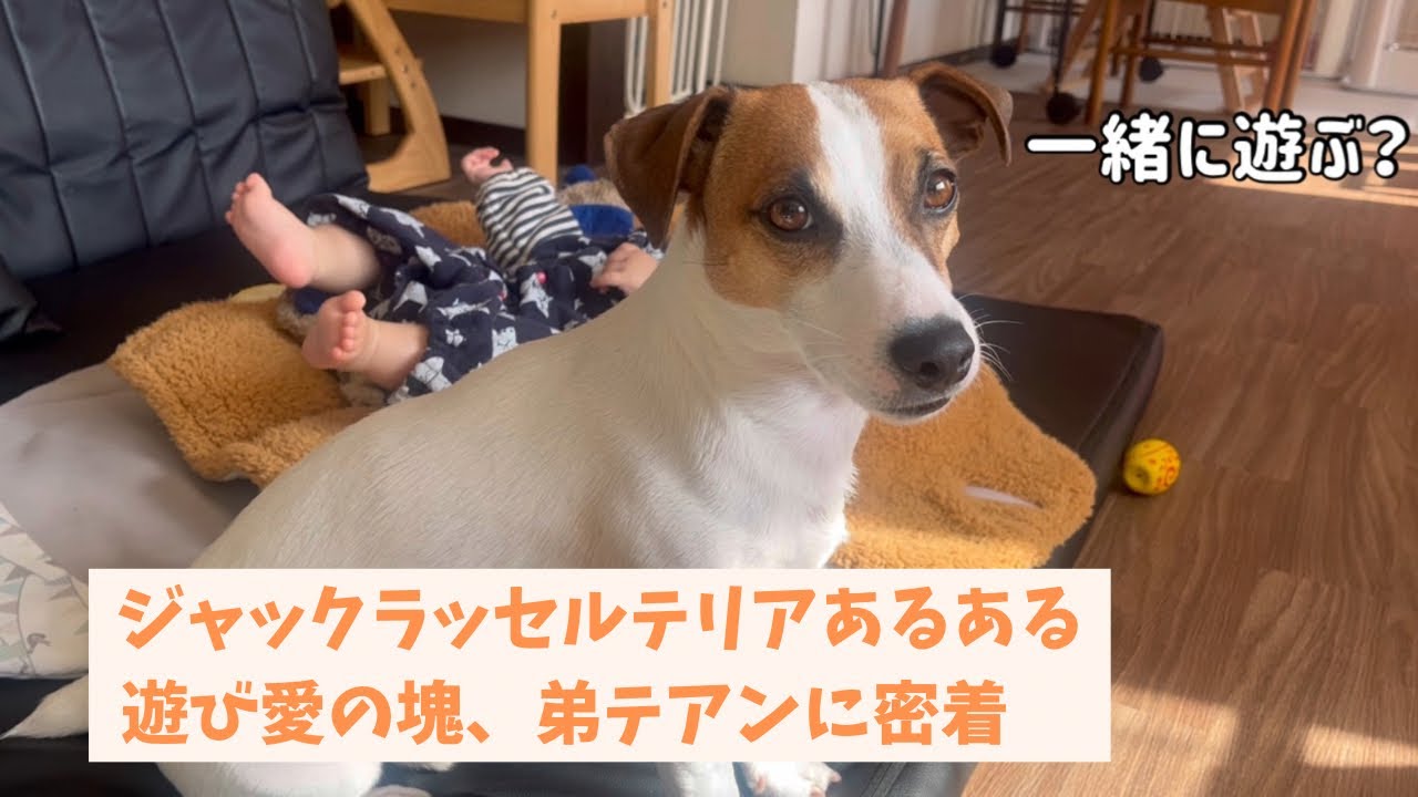 【一途な愛】たまごボールを愛する弟テアンに密着