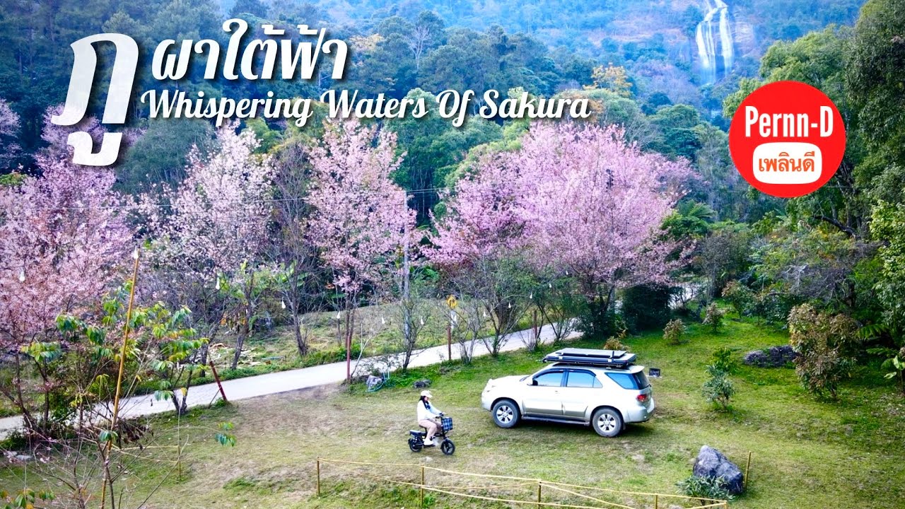 สายน้ำกระซิบแห่งซากุระ : ภูผาใต้ฟ้า-ดอยอินทนนท์