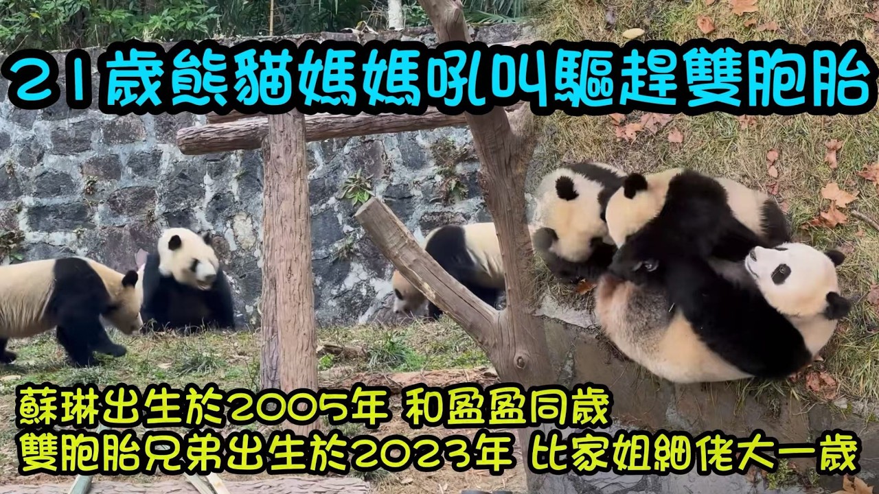 21歲熊貓媽媽蘇琳大聲吼叫驅趕雙胞胎兄弟，蘇琳2005年出生和盈盈一樣大#panda #판다 #大熊猫 #大熊猫鑫鑫 #大熊猫鑫鑫仔