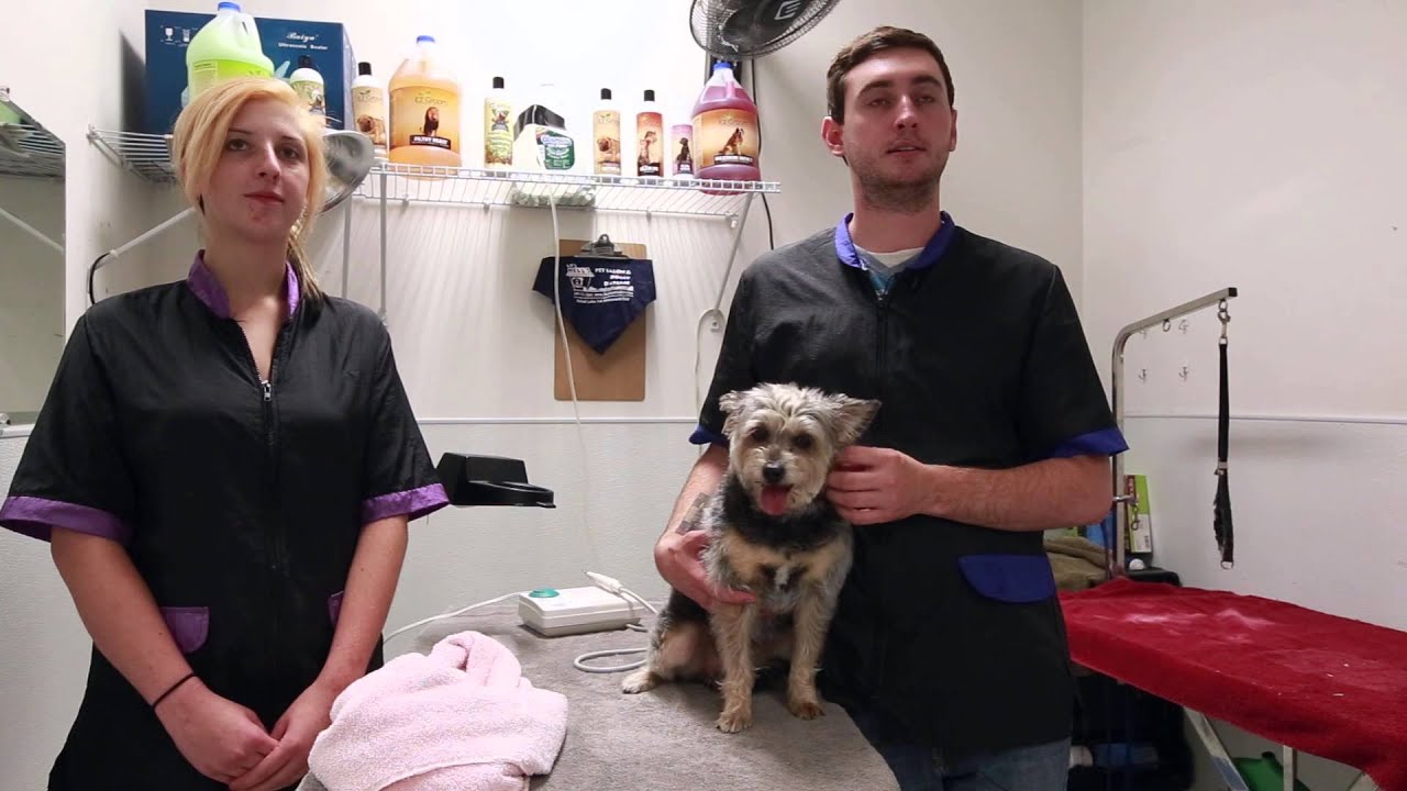 ZONIC DOG ULTRASONIC TOOTH CLEANER HOW TO USE