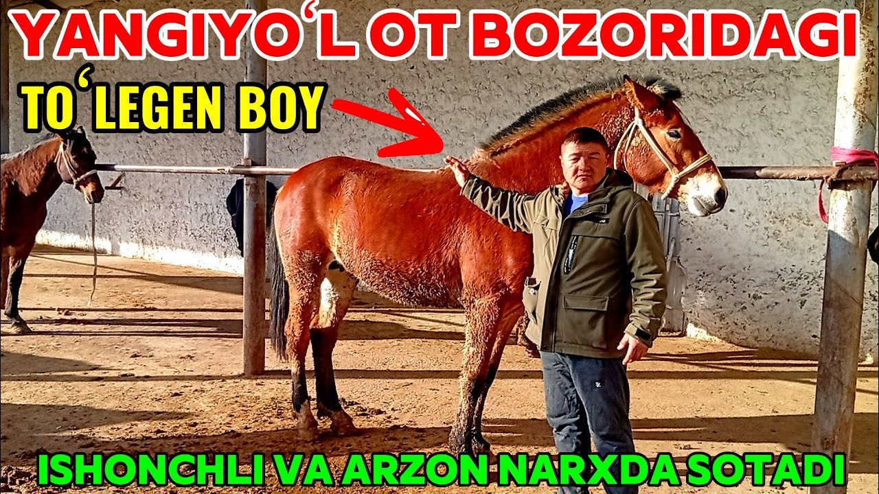 YANGIYOʻL OT BOZORIDA TOʻLEGEN BOY OTLARI ARZON NARXDA SOTILADI 🐎🐎