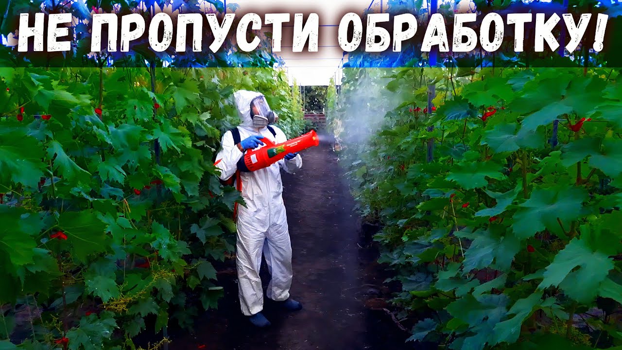 Третья профилактическая обработка винограда, после цветения в стадии гороха
