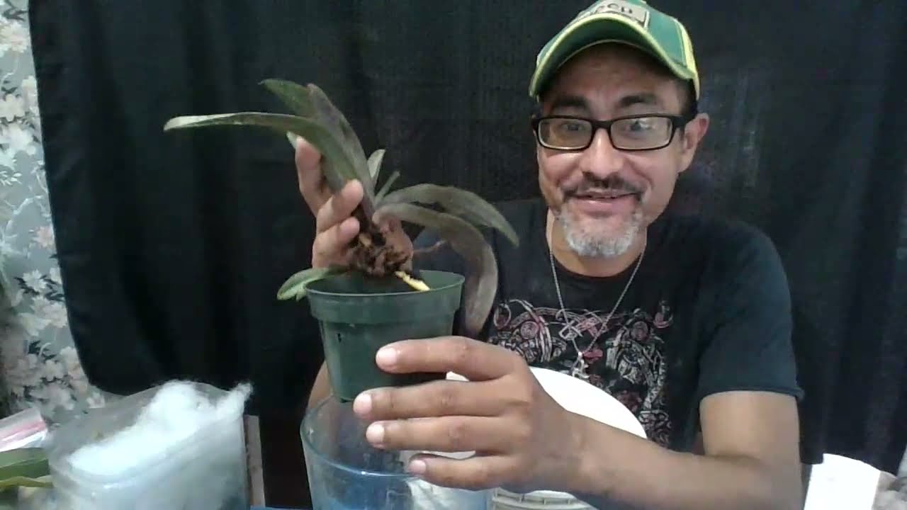 Orchid Saving : Paphiopedilum Bag and Sphag method.