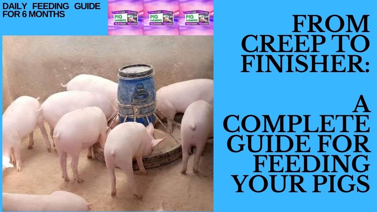 Feeding Pigs from Creep Stage to Finisher Stage-Complete guide