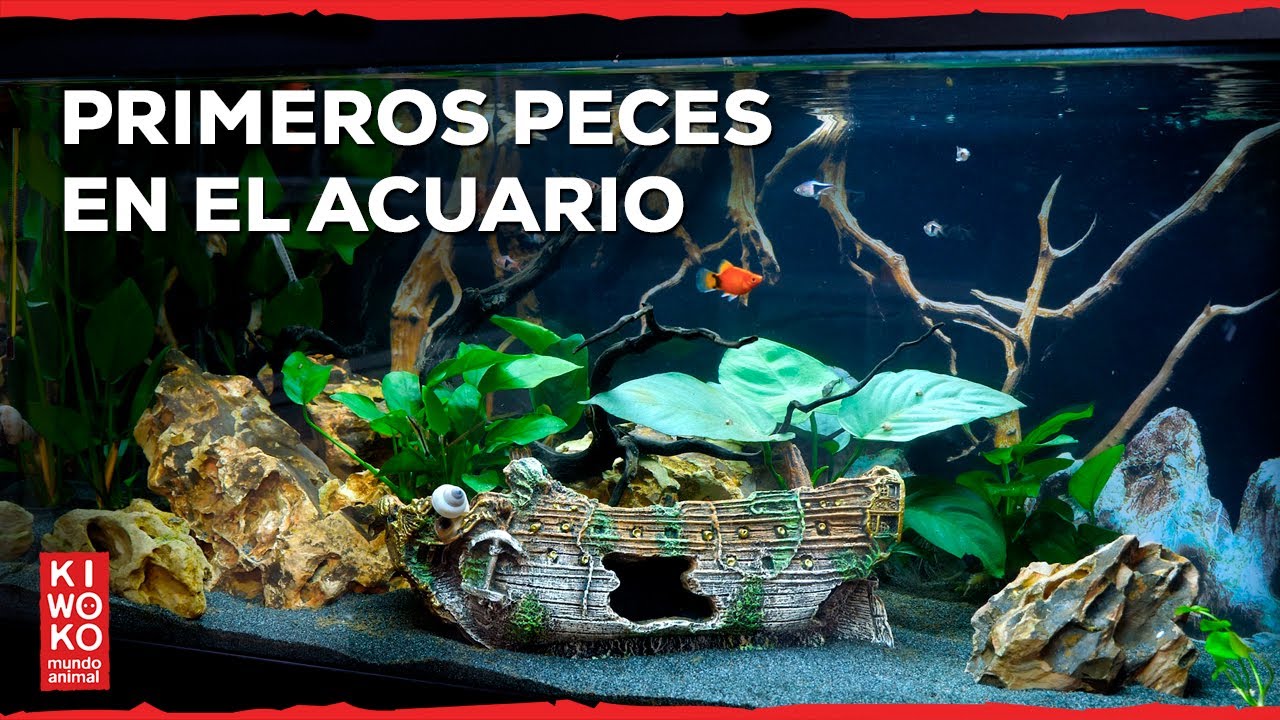 PECES del acuario de bajo requerimiento 🎥【 Serie: 7ª Parte ✅】