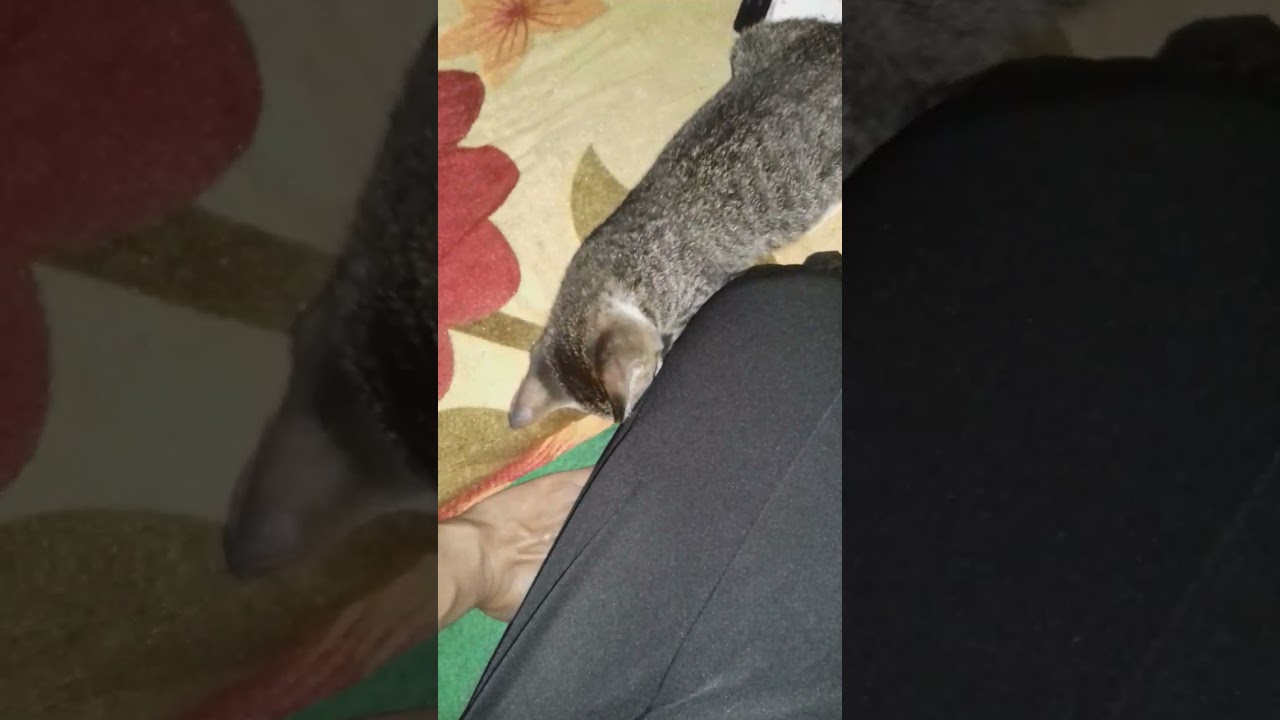 Kitten lona tarik  tarik rok pendeku#shorts