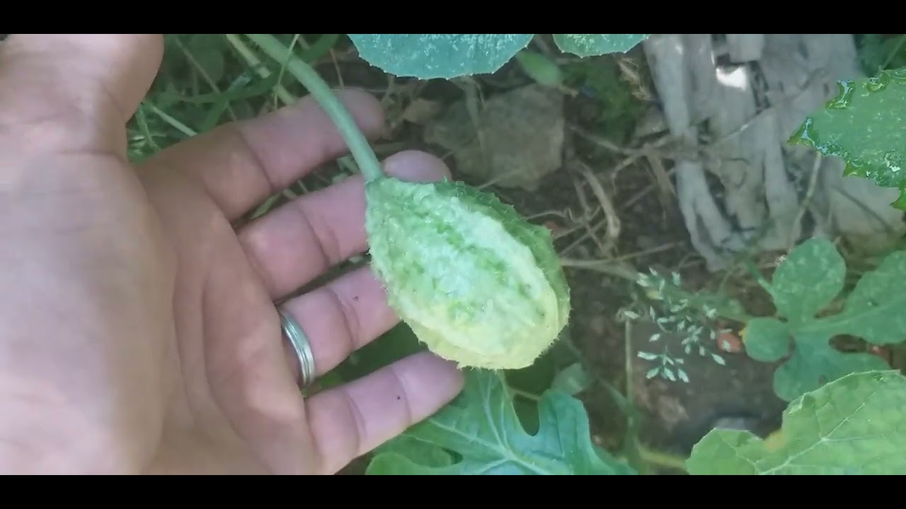 Fiquei surpreso com a minha plantação 