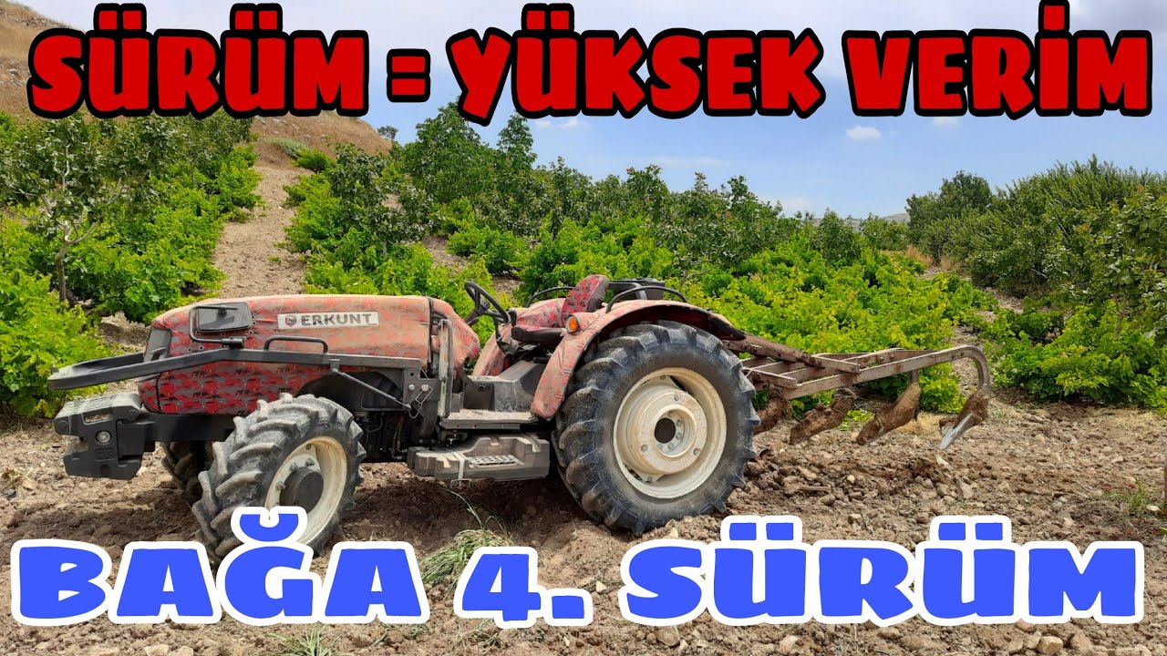 SÜR BAĞI KALDIR MAHSULÜ... YILIN EN ZOR İŞ GÜNÜ...