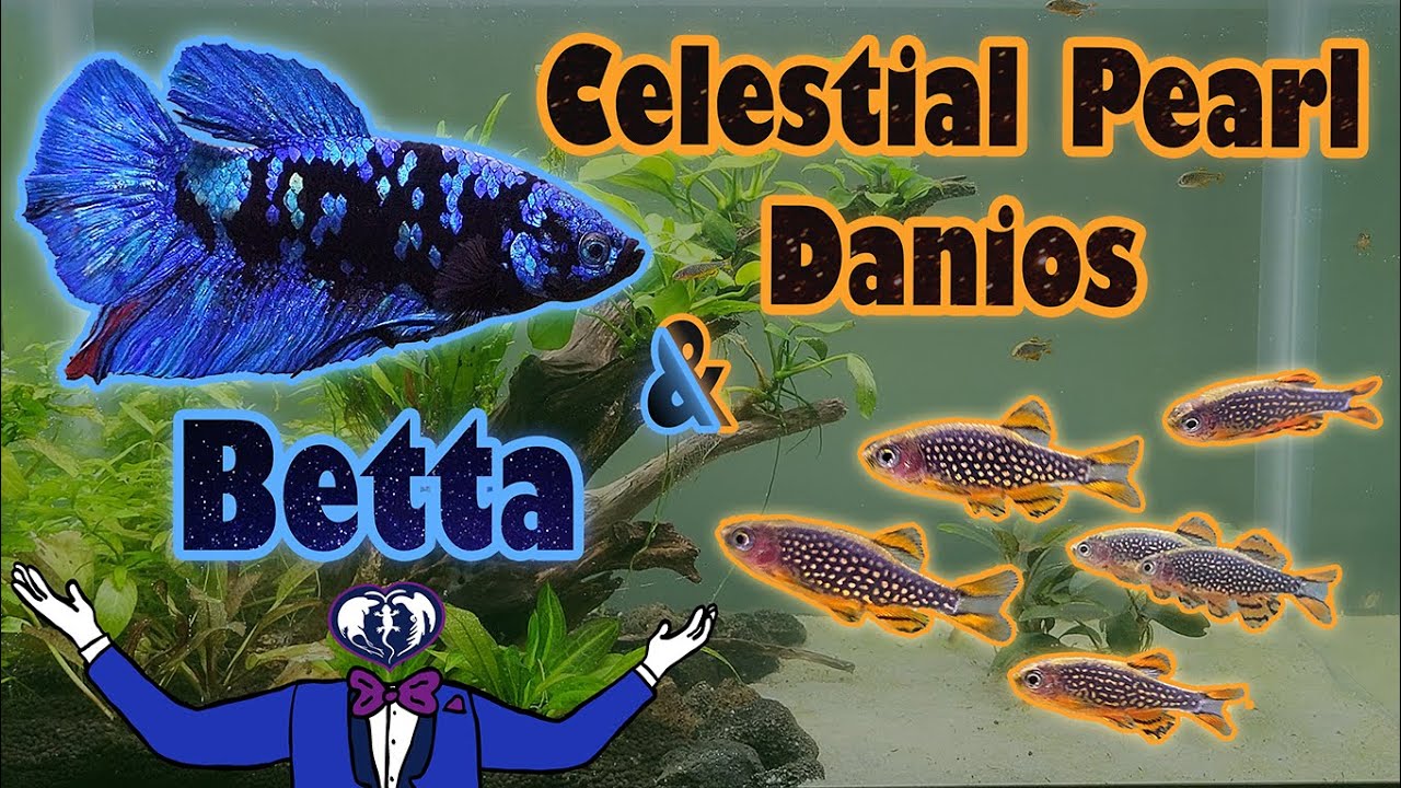 Celestial Pearl Danios and Betta Tank Set Up