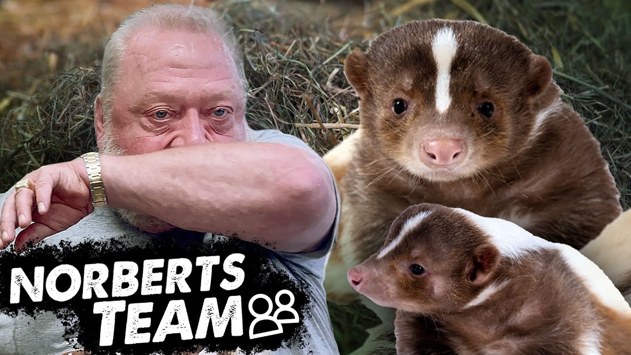 STINKTIER-TÜV | NORBERTS TEAM | Zoo Zajac