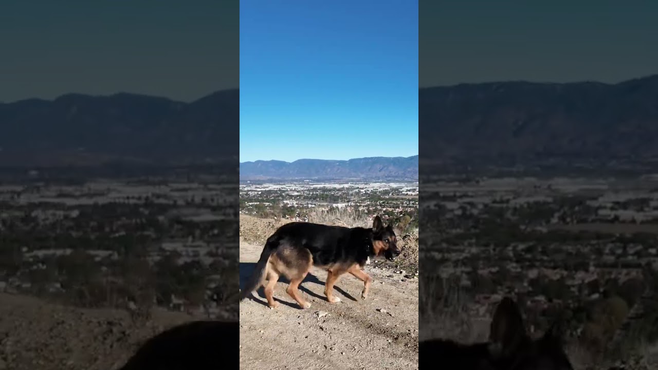 Coyote Screams | 10:40
