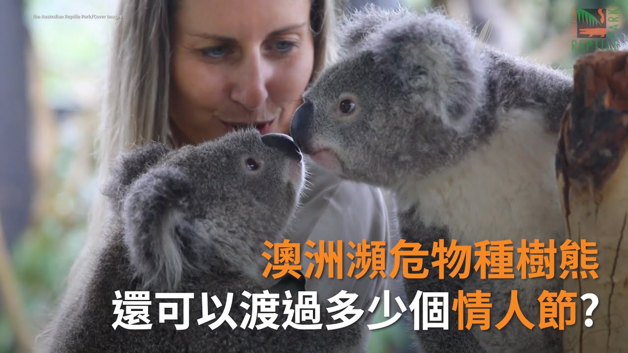 澳洲瀕危物種樹熊慶祝情人節 | 澳洲新聞 | SBS中文