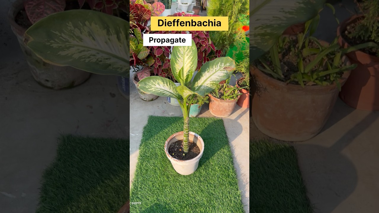 How to multiply plants very easily || Best indoor plant for beginners #trendingshorts #gardening