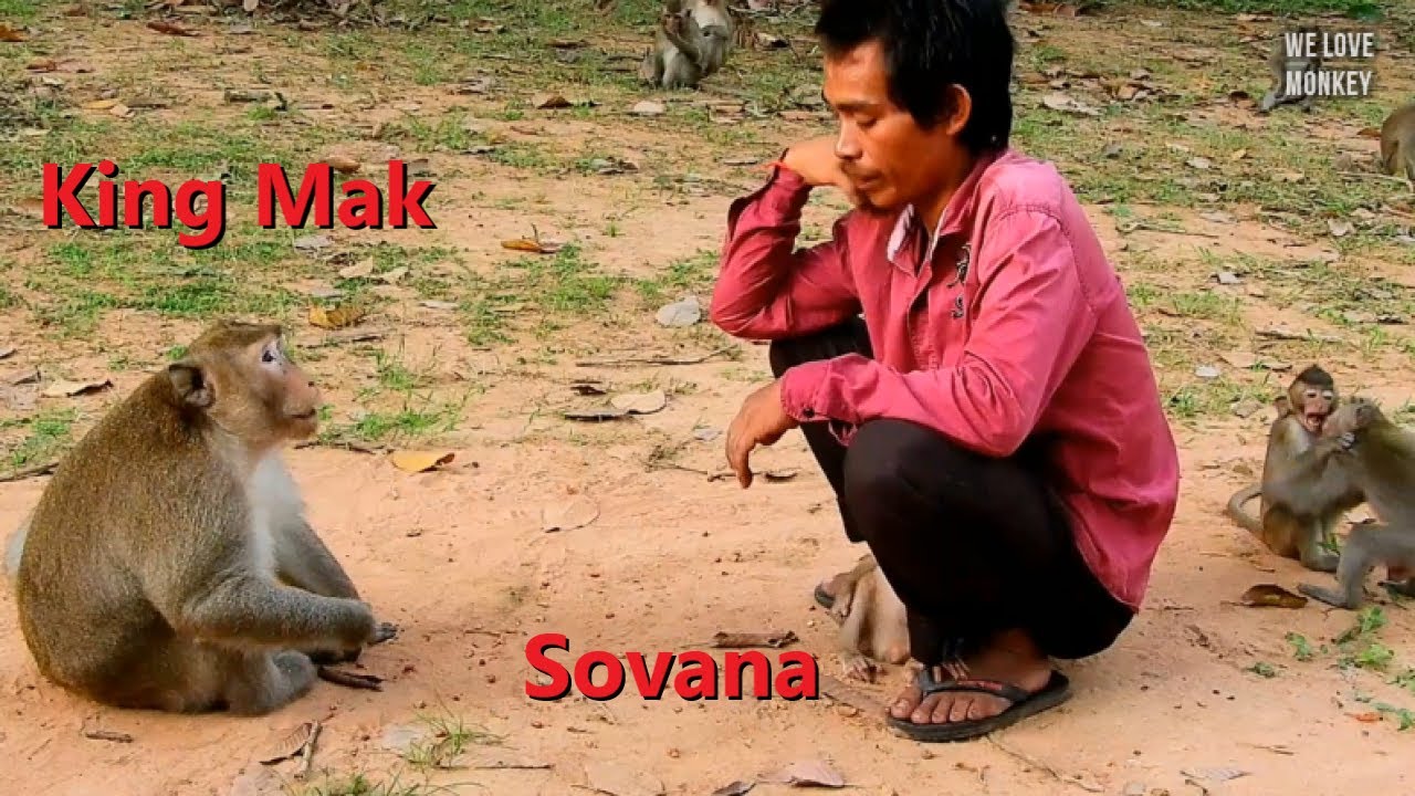 Papa Lin Ask Permission King Mak to Release Abandoned Baby Monkey Sovana, Rose Comes to Visit Sovana