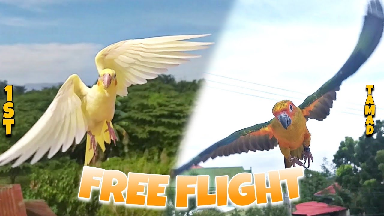 FIRST FREE FLIGHT NI KIRO(COCKATIEL)