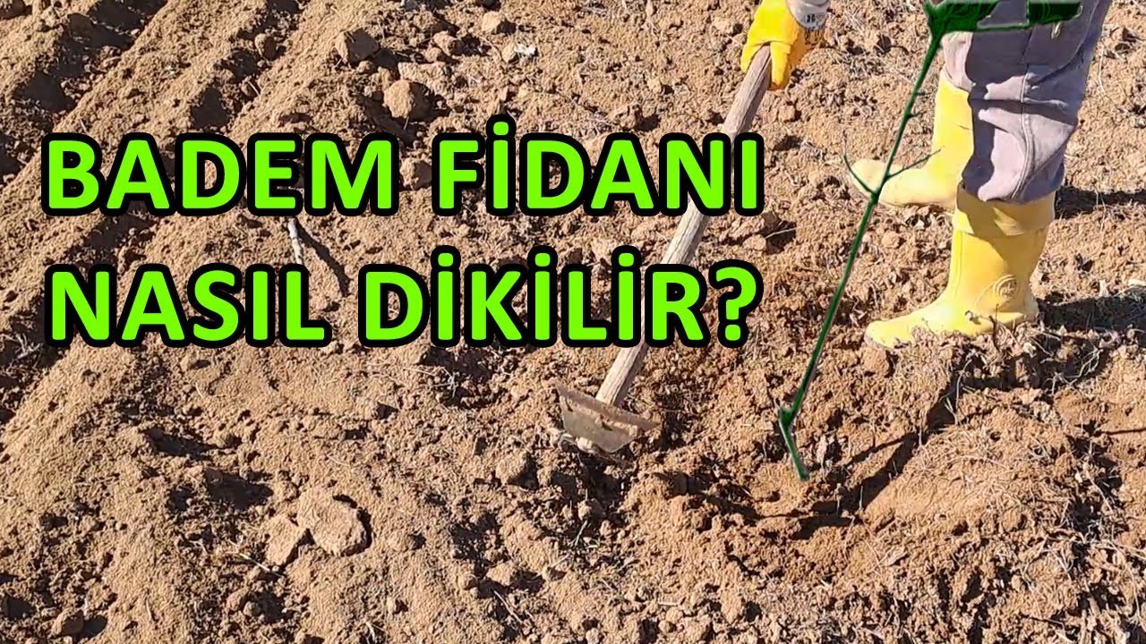 Ferragnes Badem Fidanı Nasıl Dikilir