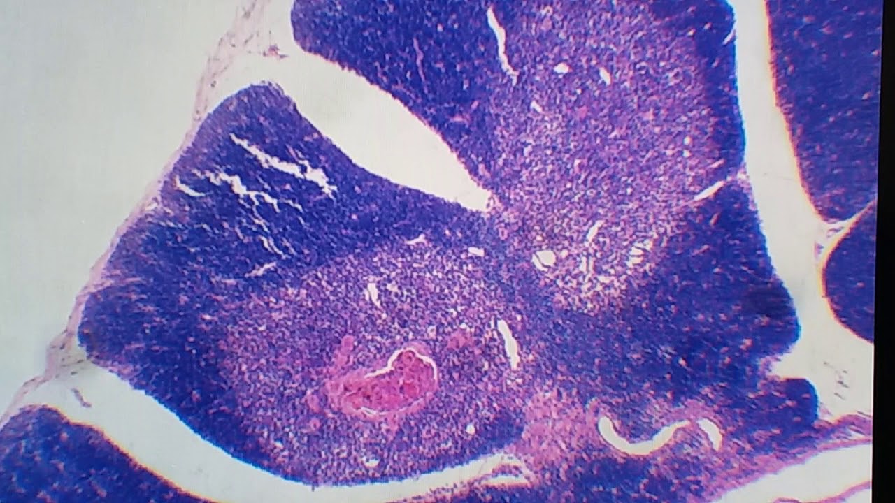 Histologia do timo