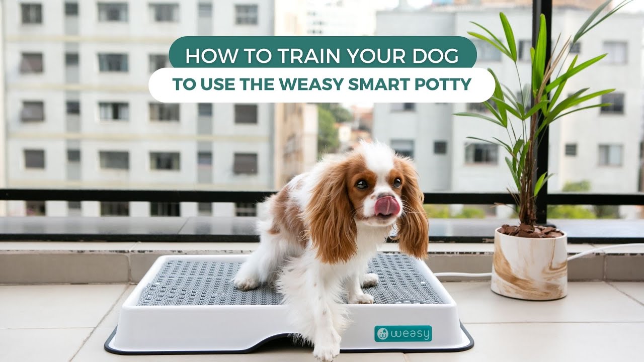 🐶 How to Train Your Dog to Use the Weasy Smart Potty - Weasy Explained