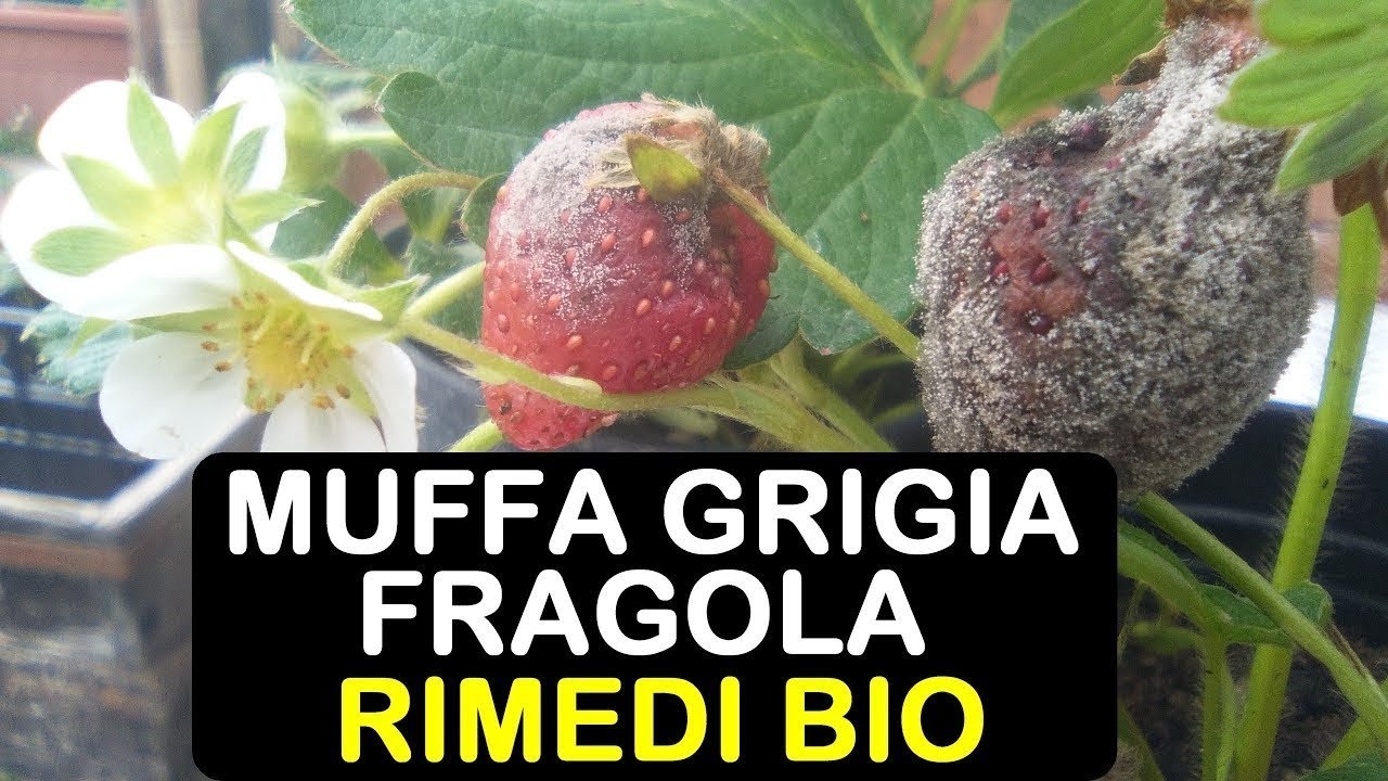 MUFFA GRIGIA FRAGOLE RIMEDI BIO