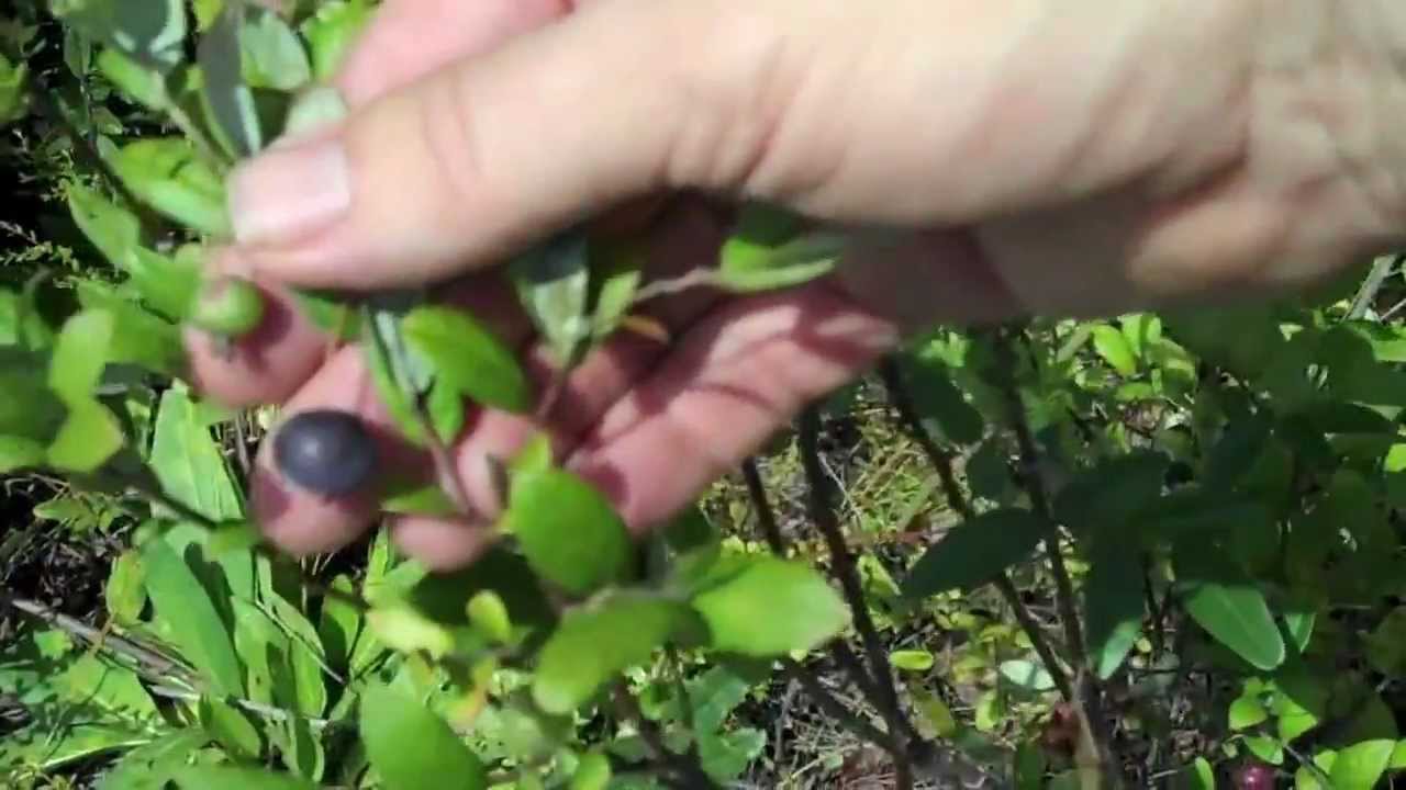 EatTheWeeds: Episode 136: Blueberries and huckleberries