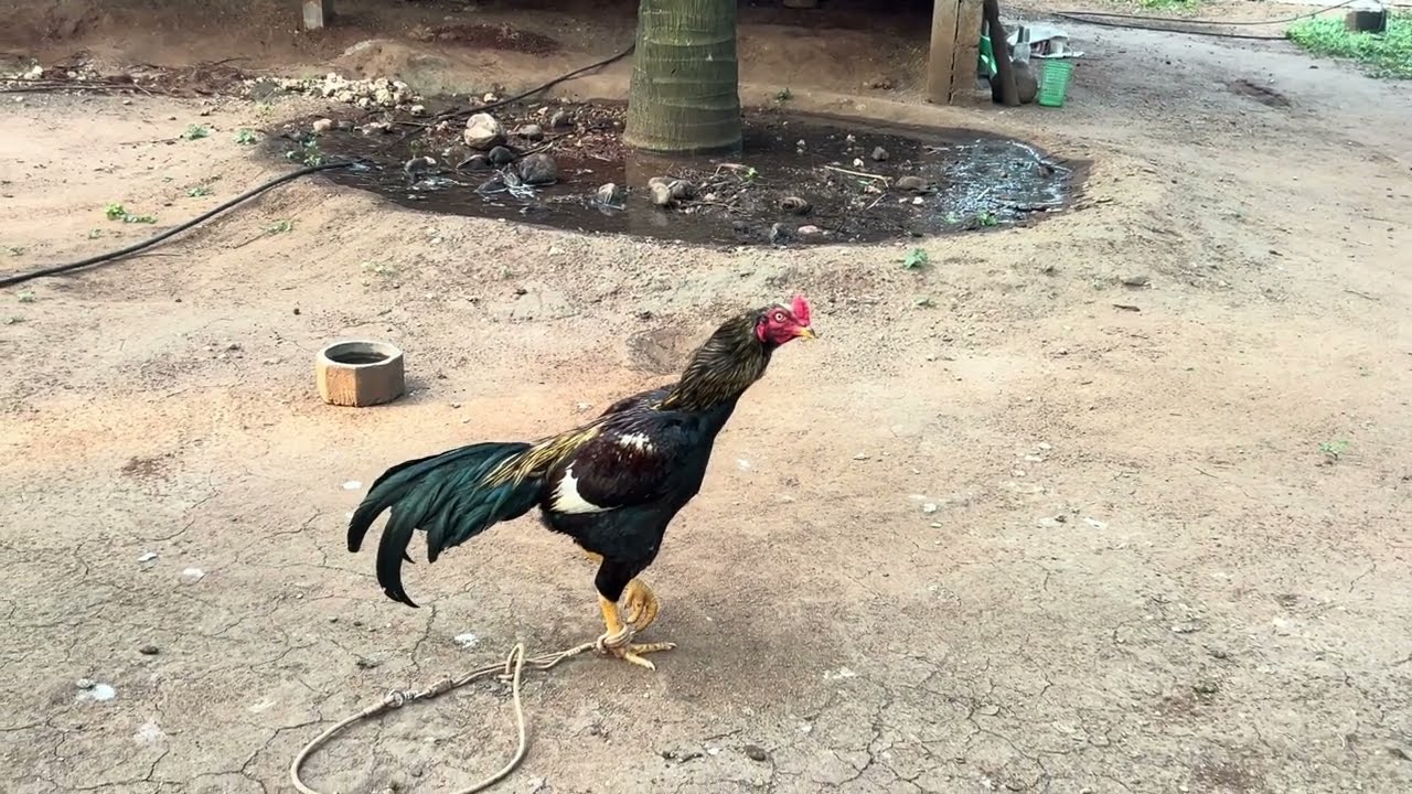 my farm update rooster 