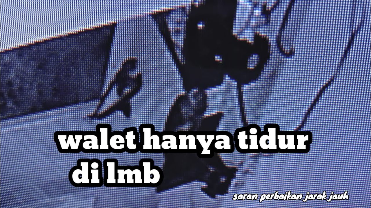 saran perbaikan rumah walet kalimantan selatan