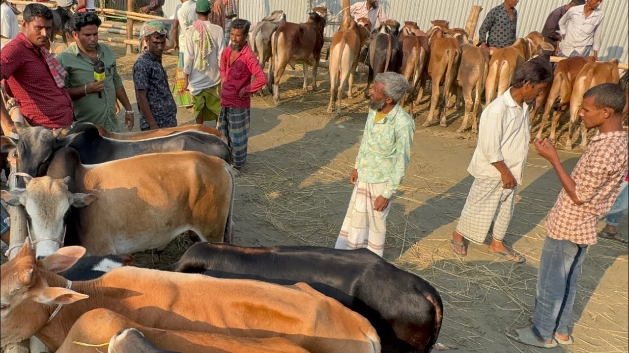 ৪০ হাজার থেকে ৫০ হাজার টাকার মধ্যে খামার উপযোগী ষাঁড় গরুর দাম জানুন। জামালপুরের পিংনা গরুর হাট।