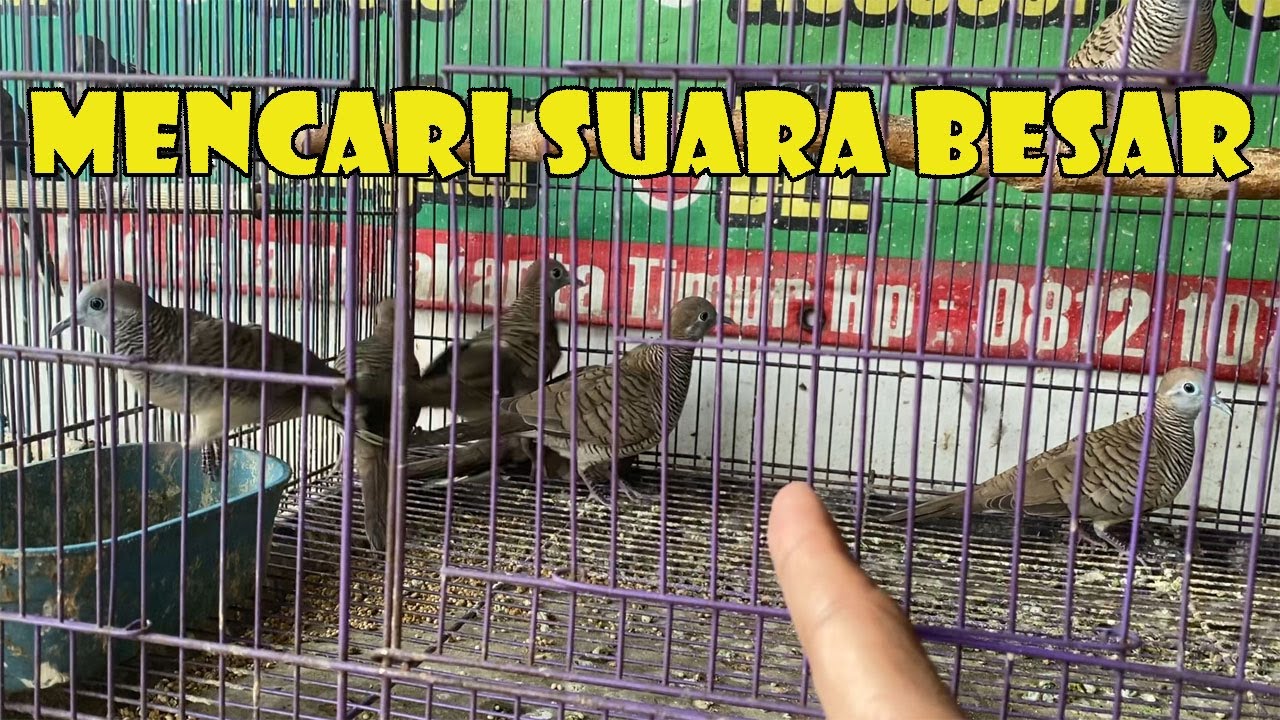 MARI KITA MENCARI PERKUTUT SUARA BESAR