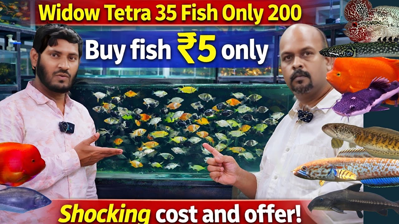 35 Widow Tetra for Just 200 🤯 | Cheapest Fish Deal Ever! Rofin Pets and aquarium Tannery Road BLR