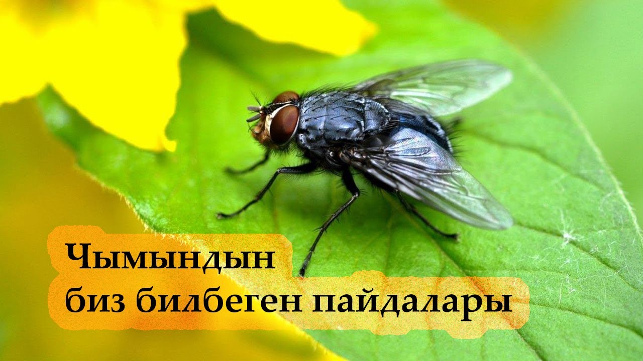 Чымындын пайдасы