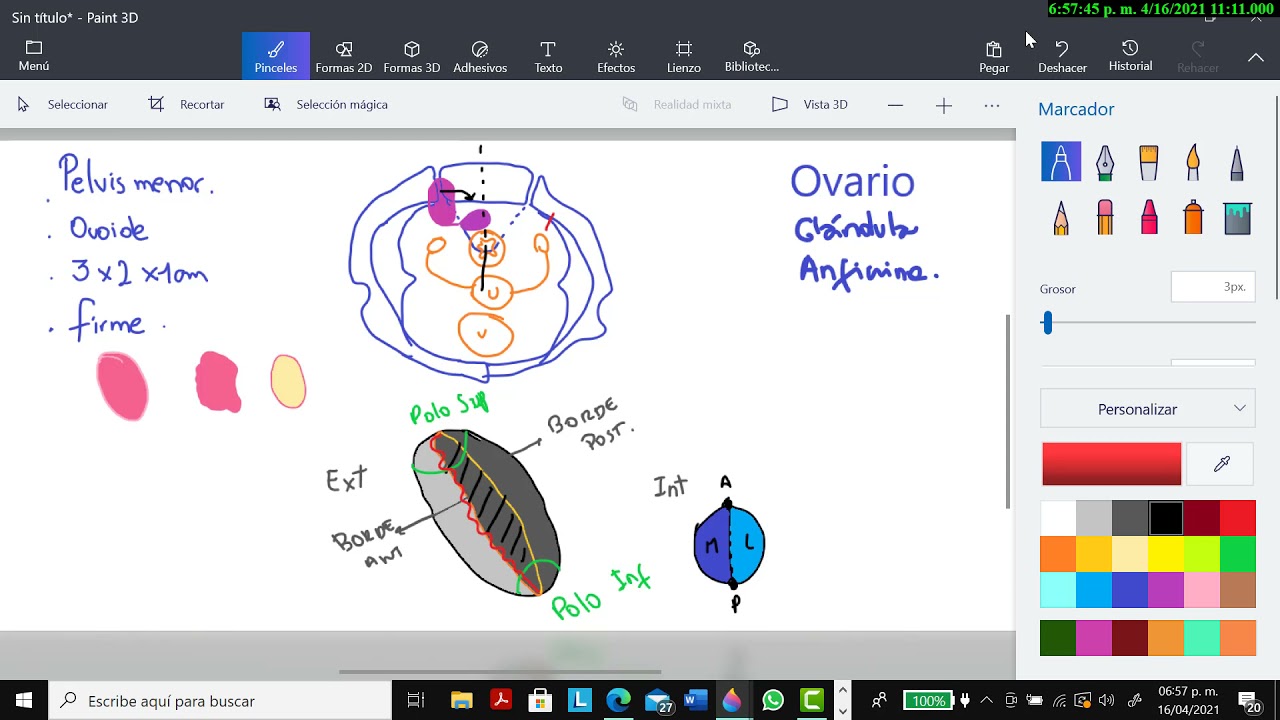 3° Clase del curso de Anatomía por Esquemas - Ovarios