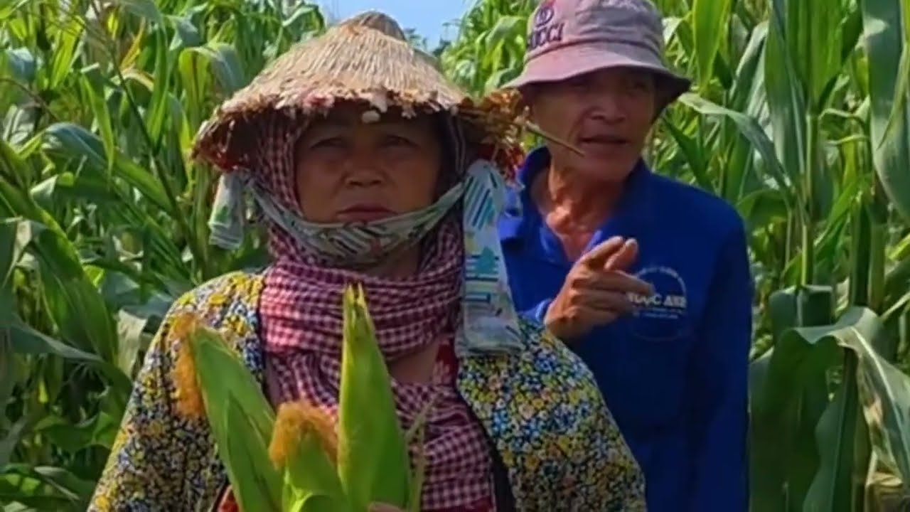 Giải Cứu Hàng Chục Tấn Bắp Ở Đồng Tháp Đến Ngày Thu Hoạch Bán Không Ai Mua 
