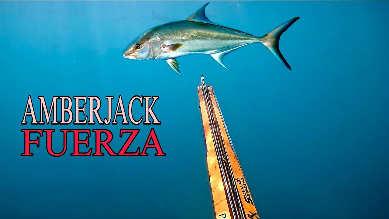 Este pez es una bestia / Pesca Submarina 