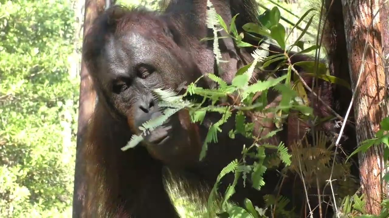 Borneo Jan
