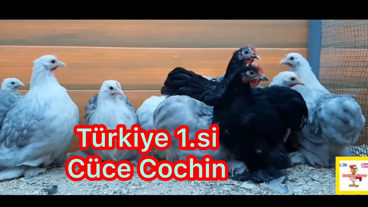 TÜRKİYE Birincisi Cüce Cochin üreticisi👍//(18 Renk 9 kupa)🎖🏆